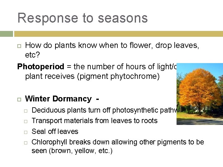 Response to seasons How do plants know when to flower, drop leaves, etc? Photoperiod