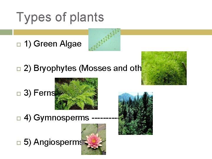 Types of plants 1) Green Algae 2) Bryophytes (Mosses and others) 3) Ferns 4)