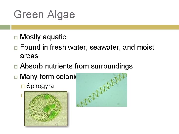 Green Algae Mostly aquatic Found in fresh water, seawater, and moist areas Absorb nutrients