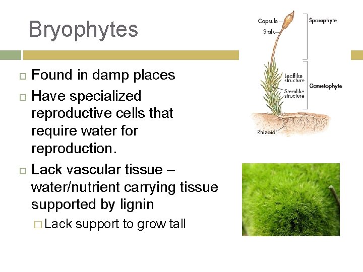 Bryophytes Found in damp places Have specialized reproductive cells that require water for reproduction.