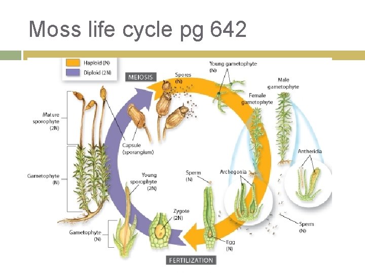 Moss life cycle pg 642 