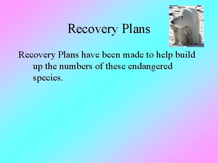 Recovery Plans have been made to help build up the numbers of these endangered