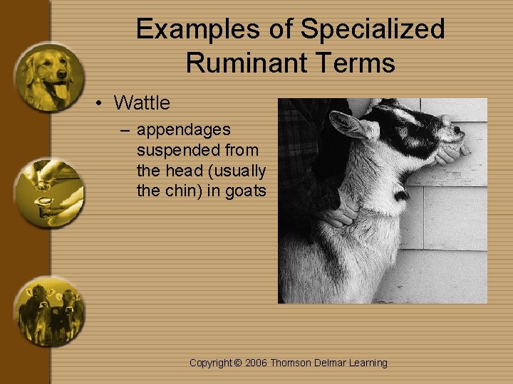 Examples of Specialized Ruminant Terms • Wattle – appendages suspended from the head (usually