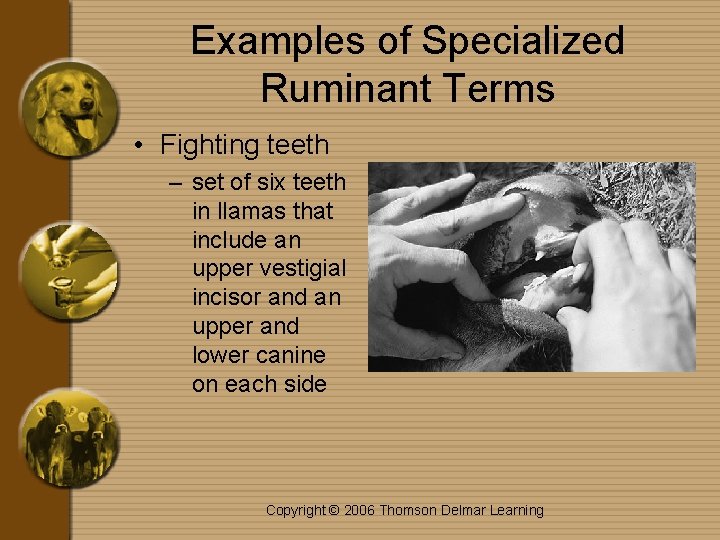 Examples of Specialized Ruminant Terms • Fighting teeth – set of six teeth in