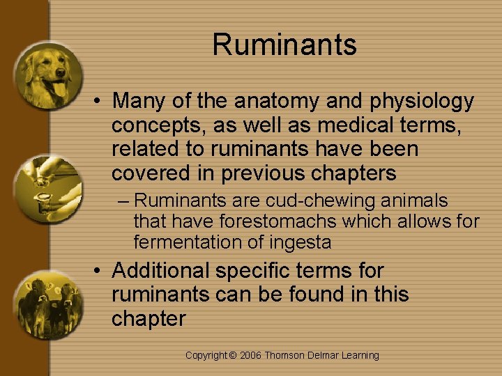 Ruminants • Many of the anatomy and physiology concepts, as well as medical terms,