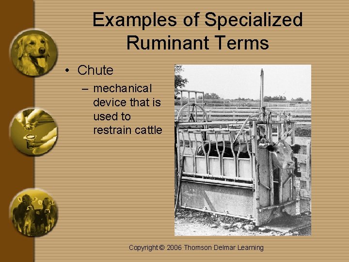 Examples of Specialized Ruminant Terms • Chute – mechanical device that is used to