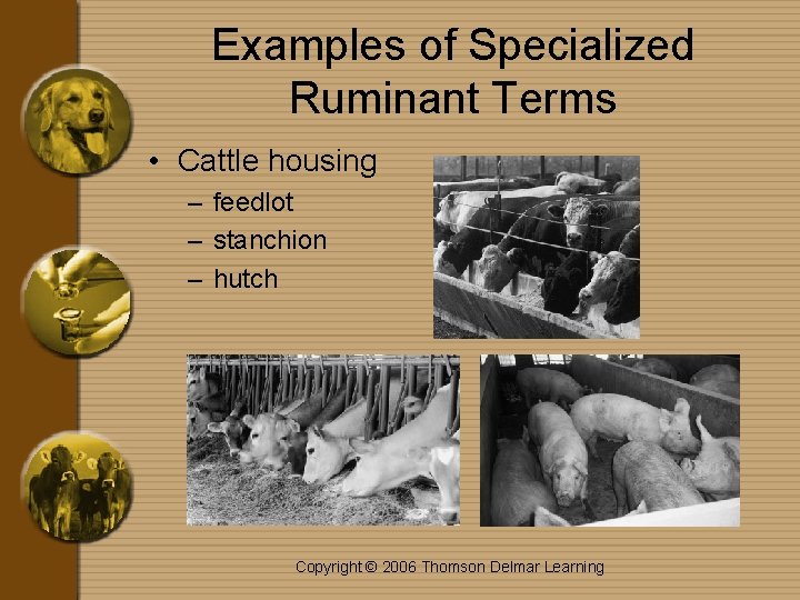 Examples of Specialized Ruminant Terms • Cattle housing – feedlot – stanchion – hutch