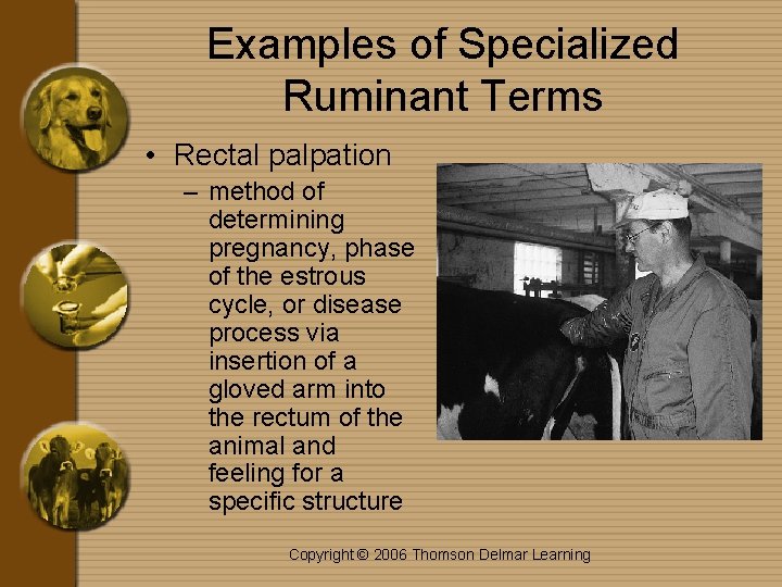 Examples of Specialized Ruminant Terms • Rectal palpation – method of determining pregnancy, phase