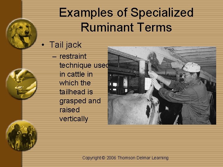 Examples of Specialized Ruminant Terms • Tail jack – restraint technique used in cattle