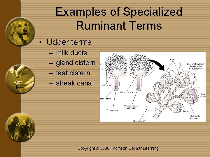 Examples of Specialized Ruminant Terms • Udder terms – – milk ducts gland cistern