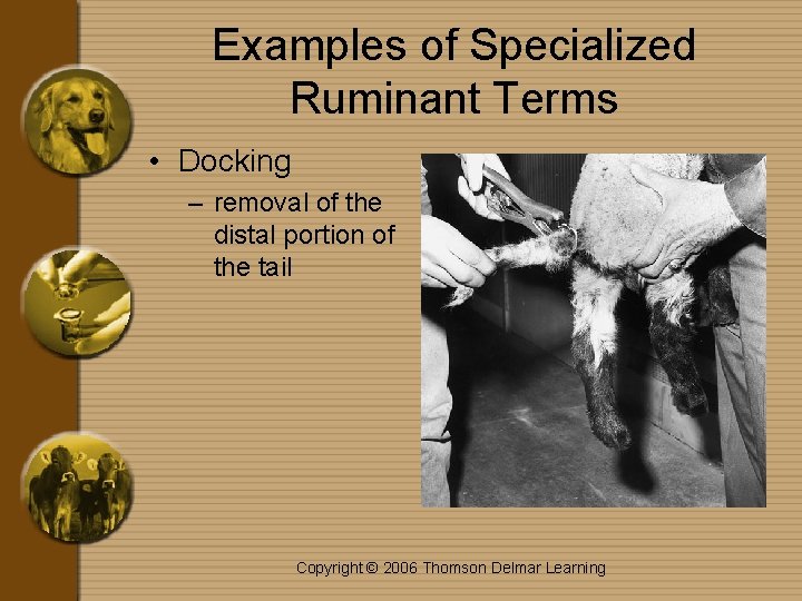 Examples of Specialized Ruminant Terms • Docking – removal of the distal portion of