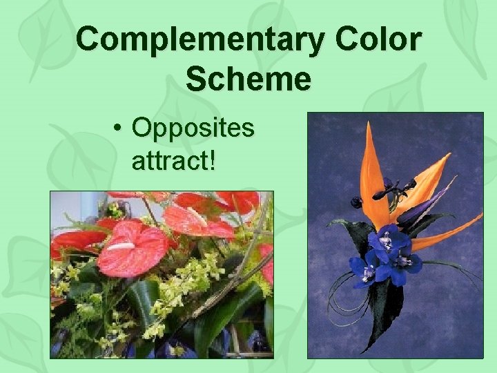 Complementary Color Scheme • Opposites attract! 