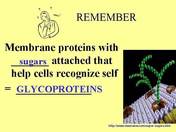 REMEMBER Membrane proteins with _______ sugars attached that help cells recognize self = _______