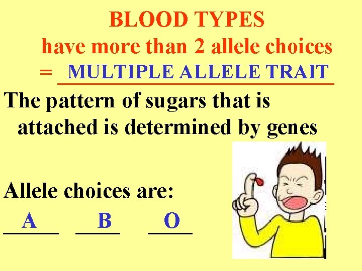BLOOD TYPES have more than 2 allele choices MULTIPLE ALLELE TRAIT = _____________ The