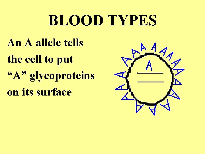 BLOOD TYPES An A allele tells the cell to put “A” glycoproteins on its