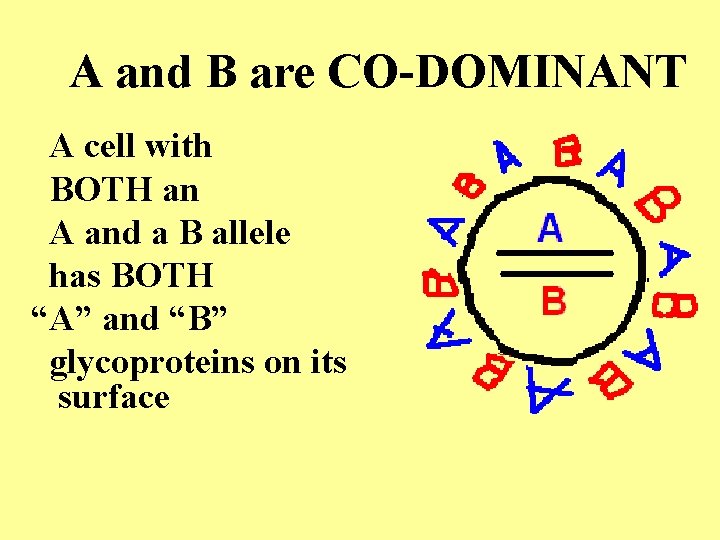 A and B are CO-DOMINANT A cell with BOTH an A and a B