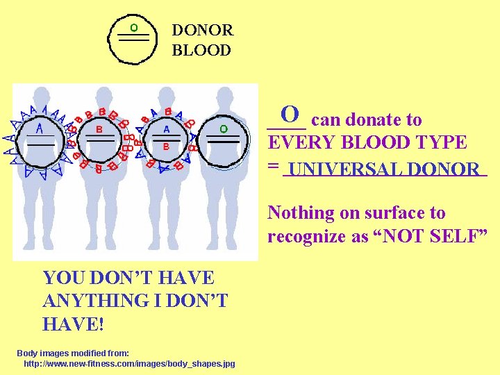 DONOR BLOOD O can donate to ____ EVERY BLOOD TYPE = ___________ UNIVERSAL DONOR