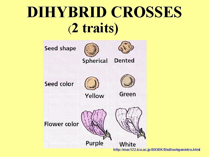 DIHYBRID CROSSES (2 traits) http: //mac 122. icu. ac. jp/BIOBK/Bio. Bookgenintro. html 