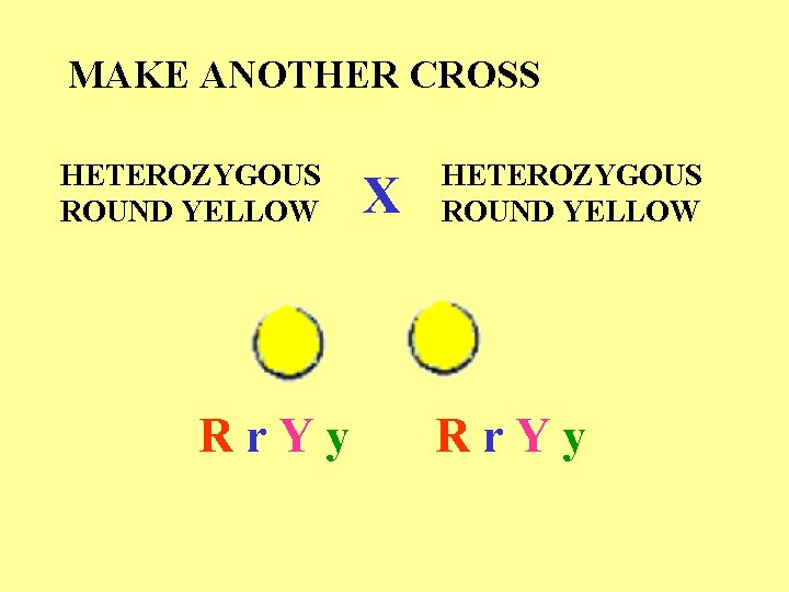 MAKE ANOTHER CROSS HETEROZYGOUS ROUND YELLOW Rr. Yy X HETEROZYGOUS ROUND YELLOW Rr. Yy