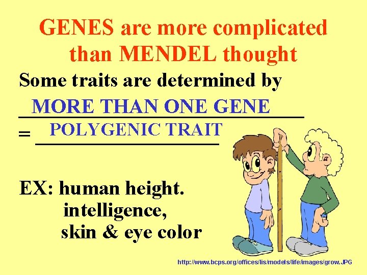 GENES are more complicated than MENDEL thought Some traits are determined by MORE THAN