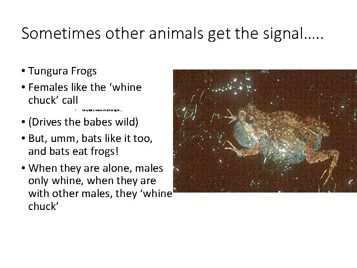 Sometimes other animals get the signal…. . • Tungura Frogs • Females like the