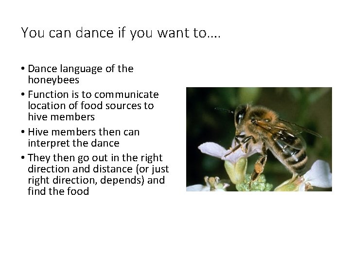 You can dance if you want to…. • Dance language of the honeybees •