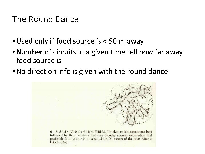 The Round Dance • Used only if food source is < 50 m away