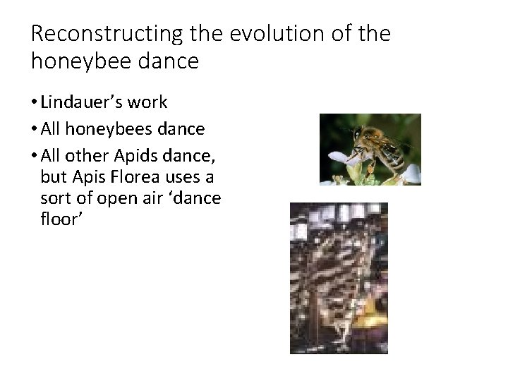 Reconstructing the evolution of the honeybee dance • Lindauer’s work • All honeybees dance