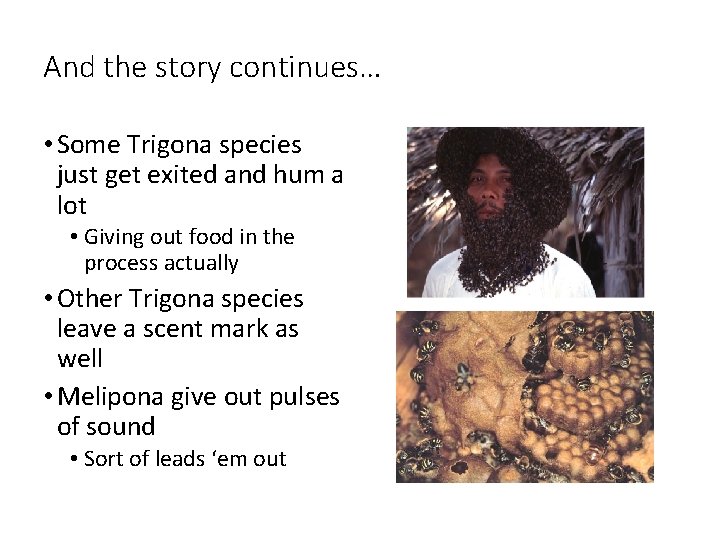 And the story continues… • Some Trigona species just get exited and hum a