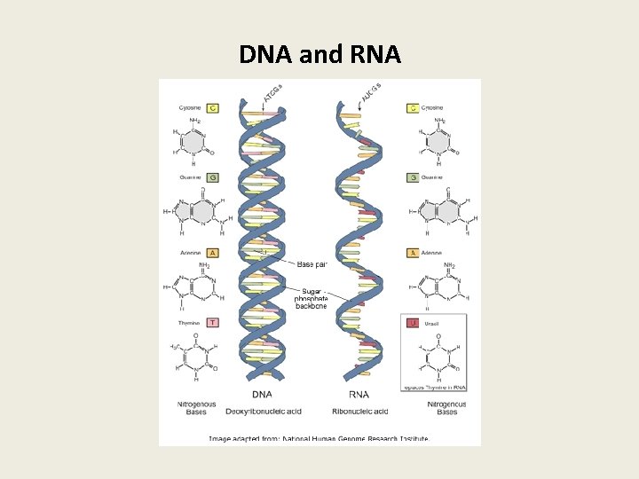 DNA and RNA 