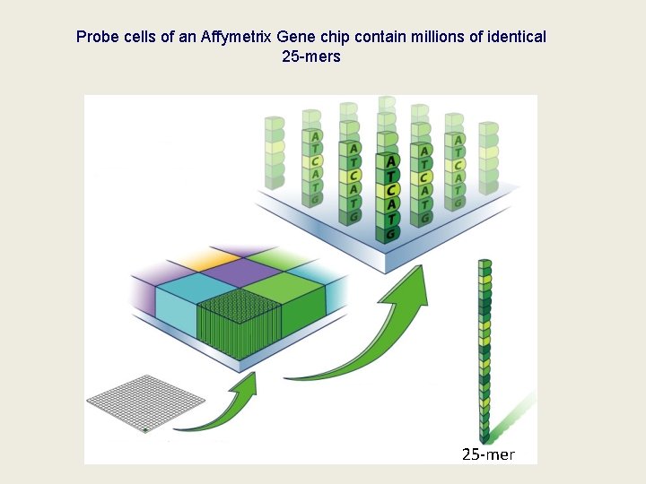 Probe cells of an Affymetrix Gene chip contain millions of identical 25 -mers 25