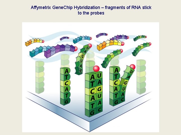 Affymetrix Gene. Chip Hybridization – fragments of RNA stick to the probes 