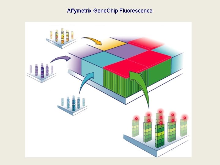 Affymetrix Gene. Chip Fluorescence 