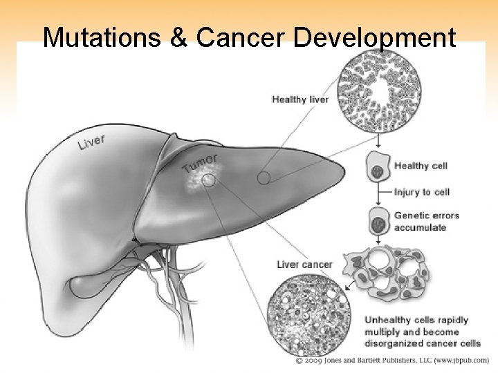 Mutations & Cancer Development 