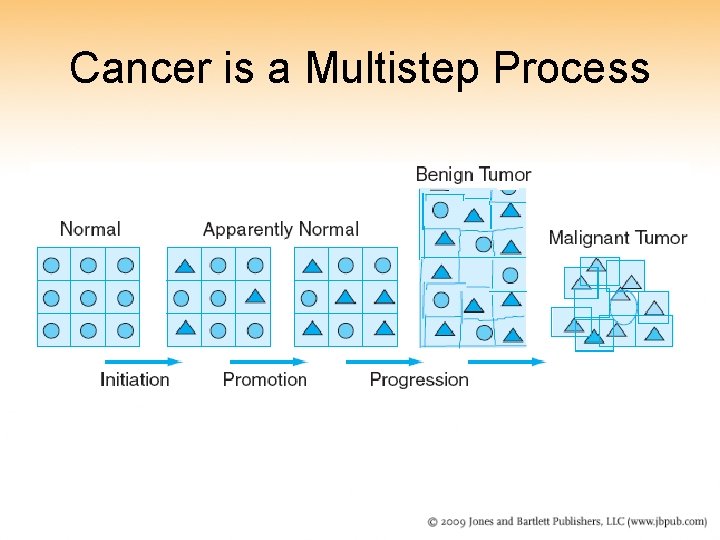 Cancer is a Multistep Process 