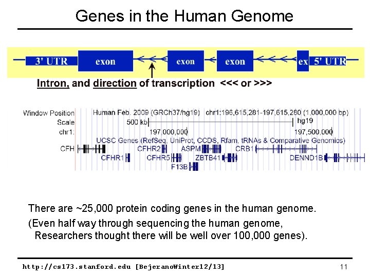 Genes in the Human Genome There are ~25, 000 protein coding genes in the