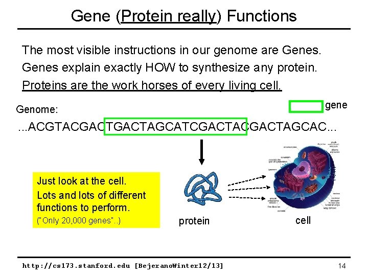 Gene (Protein really) Functions The most visible instructions in our genome are Genes explain