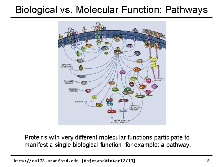 Biological vs. Molecular Function: Pathways Proteins with very different molecular functions participate to manifest