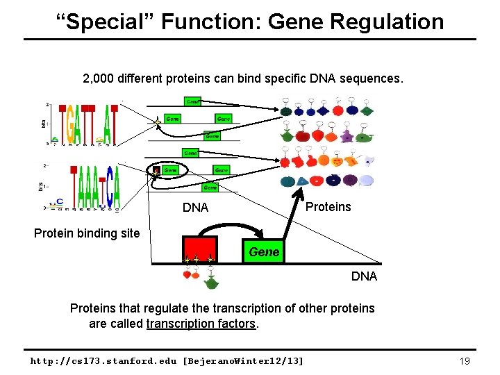 “Special” Function: Gene Regulation 2, 000 different proteins can bind specific DNA sequences. Proteins