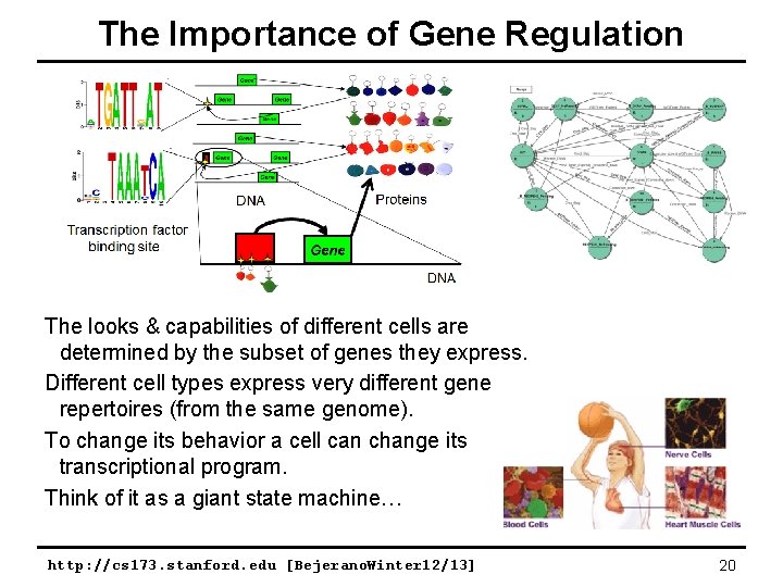 The Importance of Gene Regulation The looks & capabilities of different cells are determined