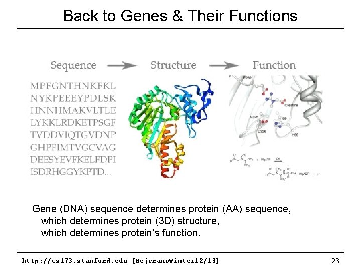 Back to Genes & Their Functions Gene (DNA) sequence determines protein (AA) sequence, which