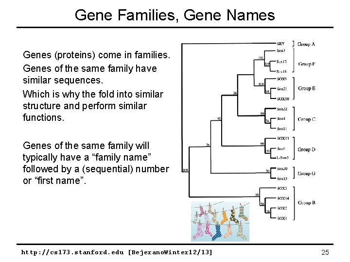 Gene Families, Gene Names Genes (proteins) come in families. Genes of the same family
