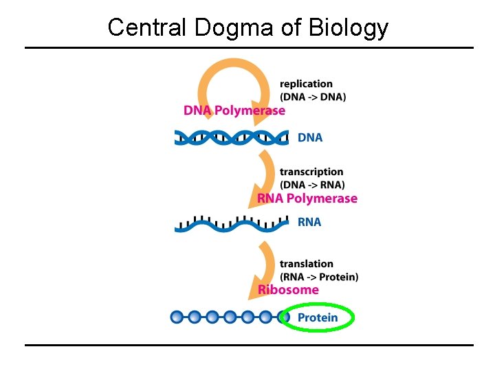 Central Dogma of Biology 