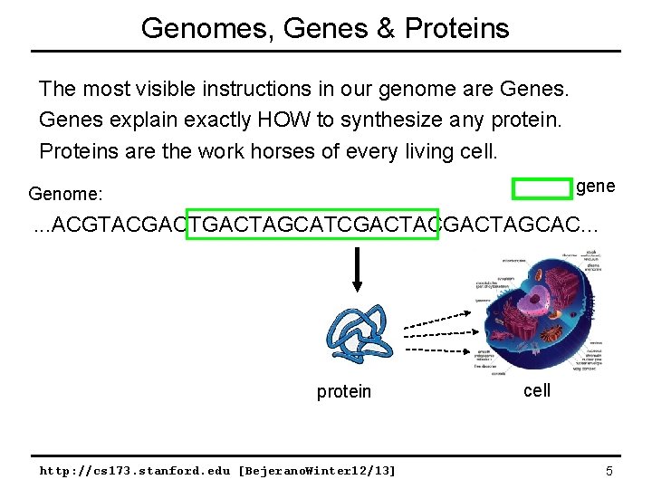 Genomes, Genes & Proteins The most visible instructions in our genome are Genes explain