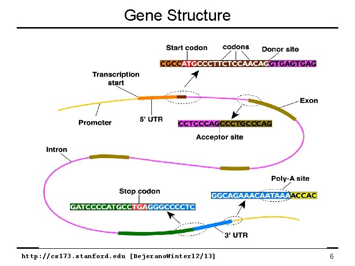 Gene Structure http: //cs 173. stanford. edu [Bejerano. Winter 12/13] 6 