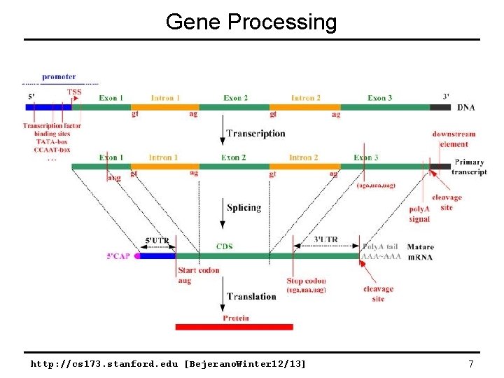 Gene Processing http: //cs 173. stanford. edu [Bejerano. Winter 12/13] 7 