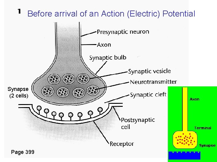 Before arrival of an Action (Electric) Potential Synapse (2 cells) Page 399 