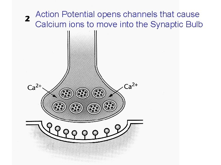 Action Potential opens channels that cause Calcium ions to move into the Synaptic Bulb