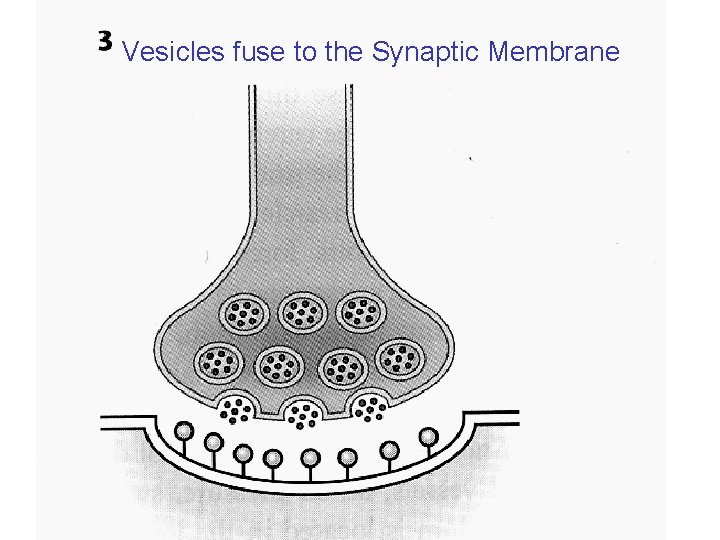 Vesicles fuse to the Synaptic Membrane 