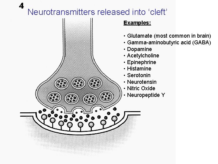 Neurotransmitters released into ‘cleft’ Examples: • Glutamate (most common in brain) • Gamma-aminobutyric acid